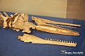 VBS_9164 - Museo Paleontologico - Asti